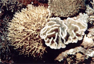 Corals near the site